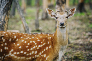 遠くを見つめる日本鹿