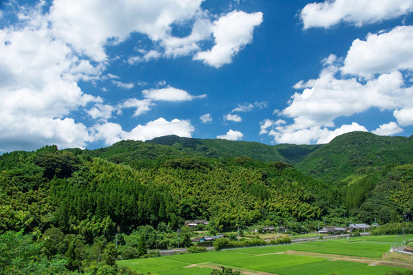 畑にやって来る動物たち