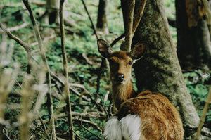 イズミさんにきいてみた