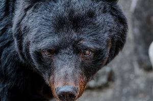 命がけの狩猟体験談!熊との遭遇