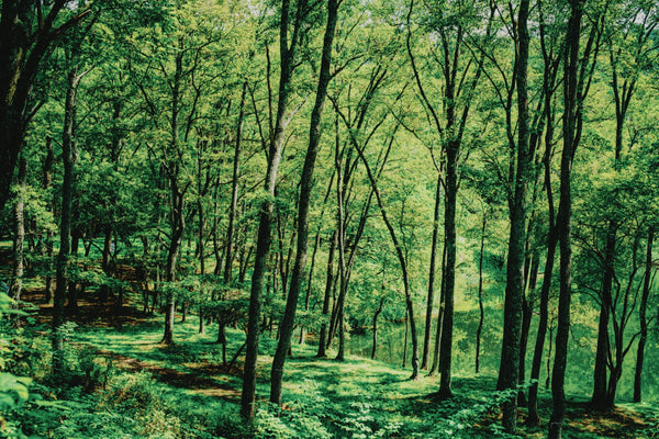 狩猟の現場 「野生動物」