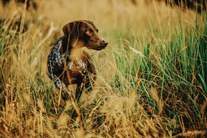 狩のパートナーとしての役割