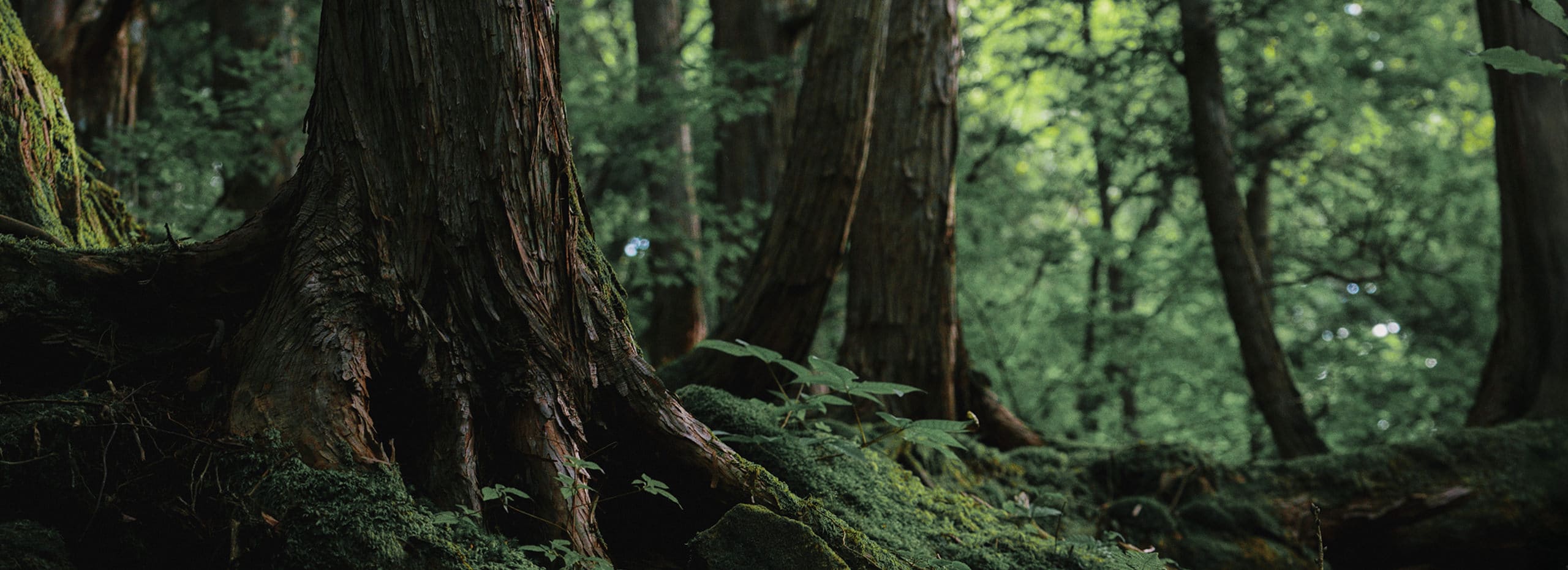 Rawto ロウトゥ,ジビエのペットフード
