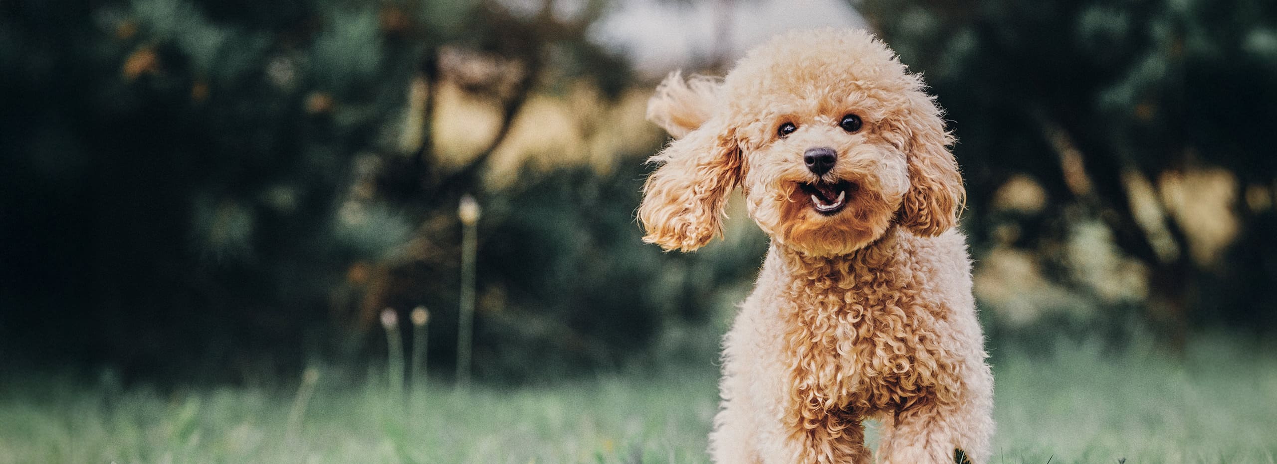 Rawto ロウトゥ,こだわり,ジビエのペットフード