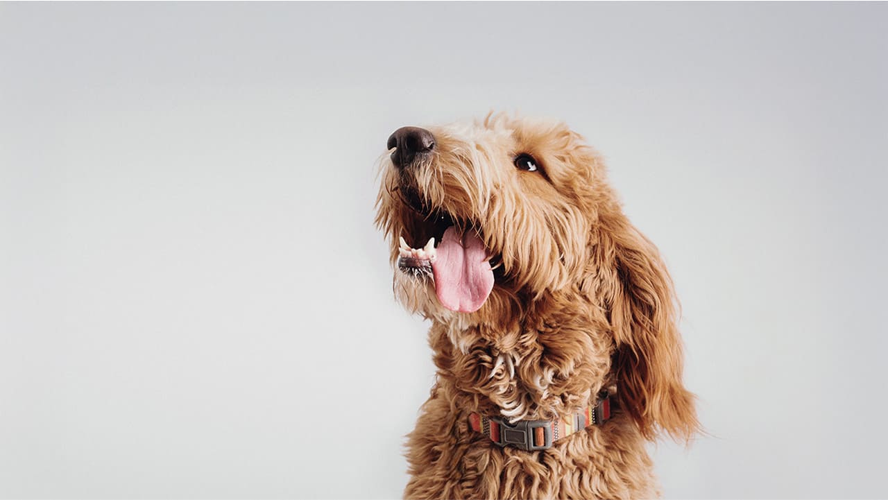 Rawtoのこだわり,高品質な鹿肉,ジビエのペットフード通販サイト