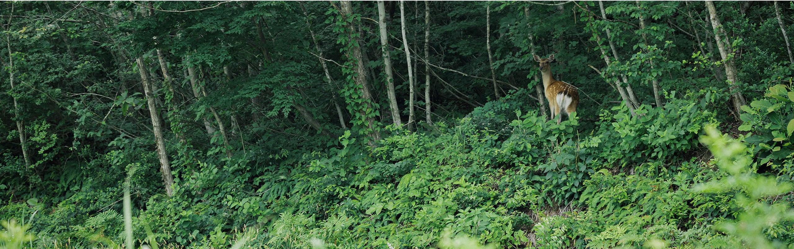 Rawtoのメンバー,ジビエのペットフード通販