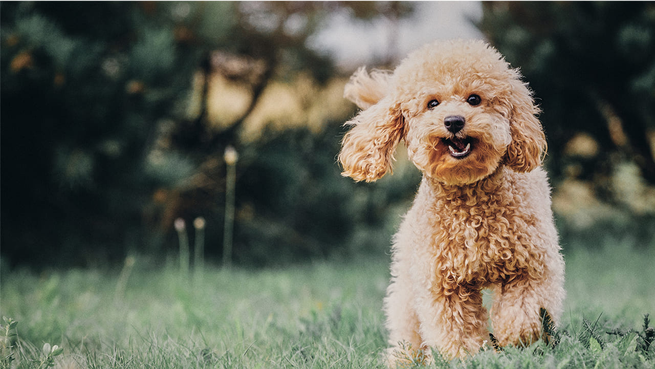 Rawtoのこだわり,高品質な鹿肉,ジビエのペットフード通販サイト