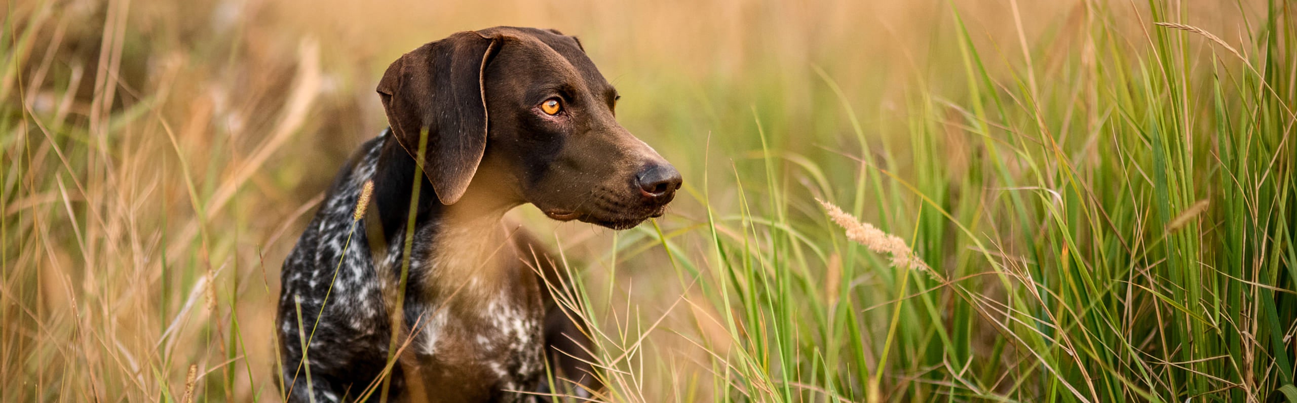 Rawtoとは?,ジビエのペットフード通販