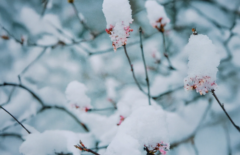 新しい年を、静かに迎えて