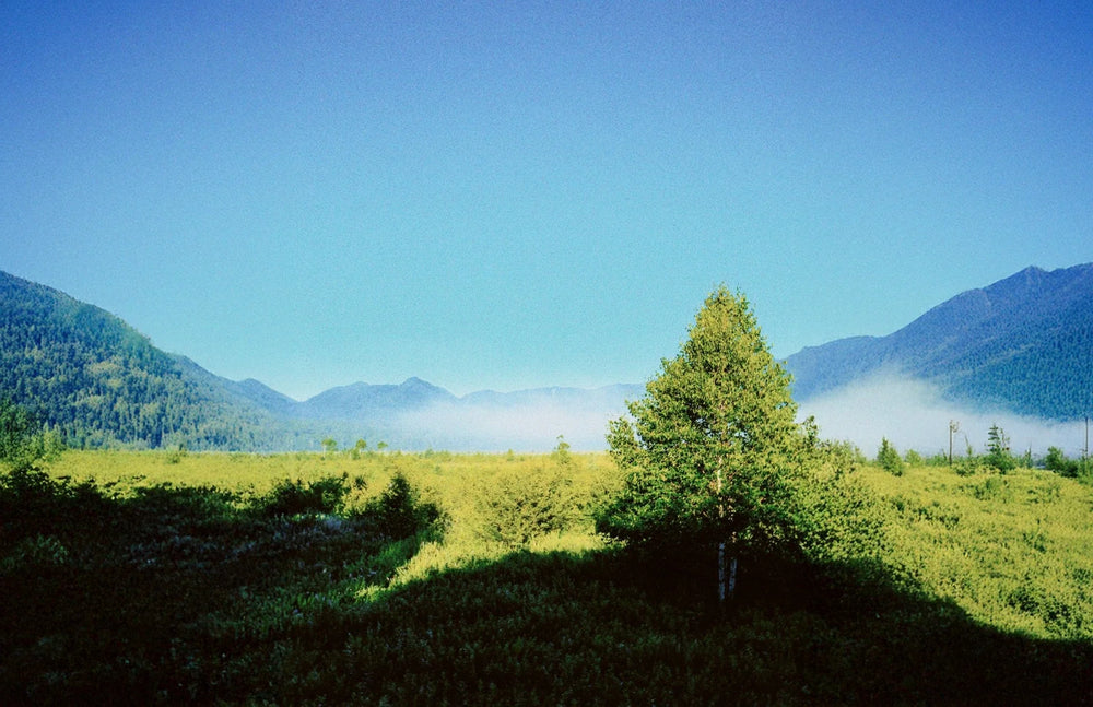 新しい芽、命のはじまり。<br>春の森から。