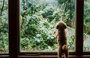 愛犬との暮らし。<br>雨の日、日常の幸せ