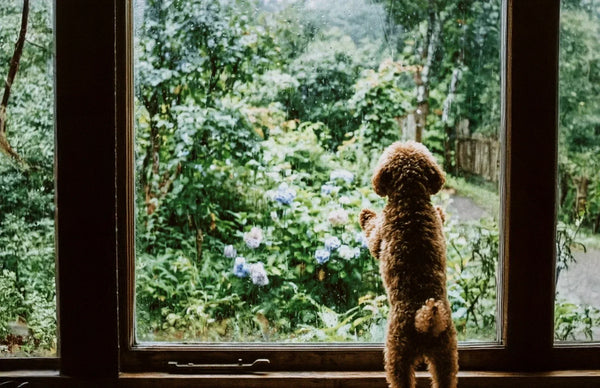 愛犬との暮らし。<br>雨の日、日常の幸せ