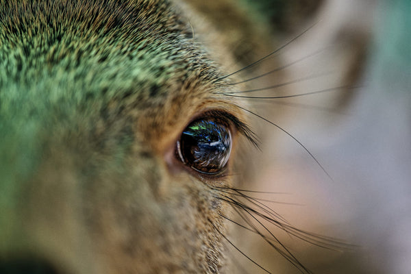 狩猟は狩る側も狩られる側も<br>共に命がけ