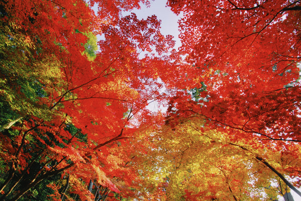 Four seasons    -autumn-