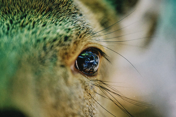 狩猟は狩る側も狩られる側も<br>共に命がけ