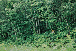 狩の現場で起きた“まさか”の出来事<br>危険すぎる狩猟のリアル