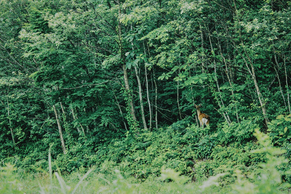 狩の現場で起きた“まさか”の出来事<br>危険すぎる狩猟のリアル
