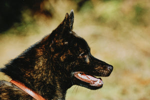 狩猟のパートナー<br>狩猟の成功を左右する賢く勇敢な猟犬