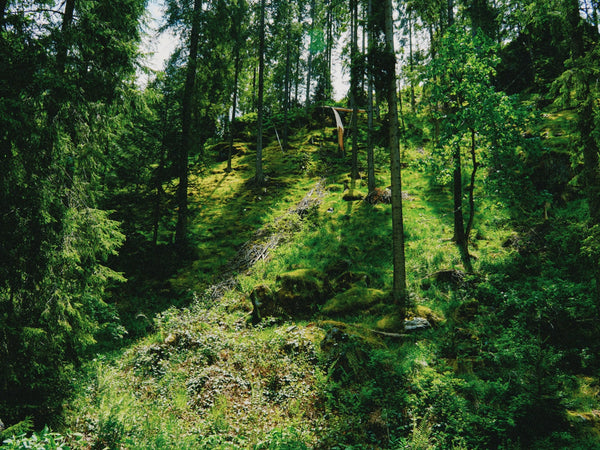 鮮やかに欺け！動物との駆け引き