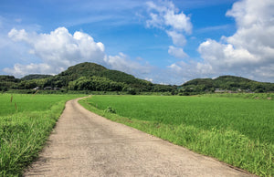 青々とした水田のあいだを抜ける一本の田舎道（イメージ）