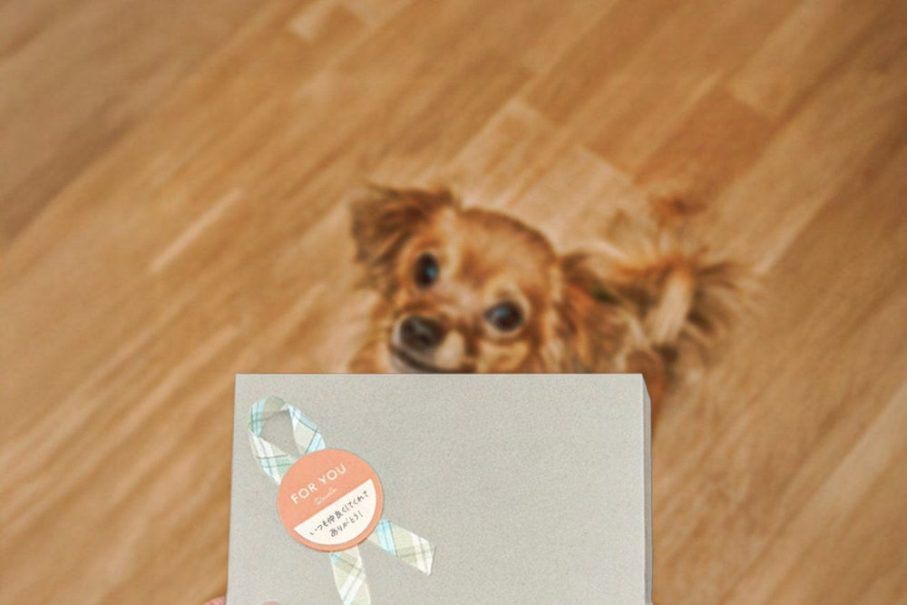犬の誕生日プレゼント、何をあげる？｜食べ物を選ぶときに確認したい4つのこと