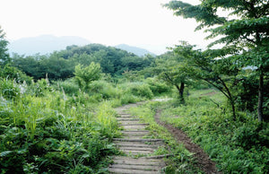 夏の朝、誰も歩いていない山道。石段の先に木立が続く（イメージ）