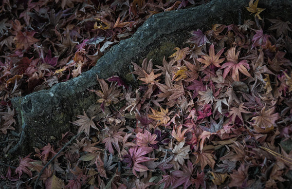 倒木のまわりに降り積もった紅葉の落ち葉（イメージ）