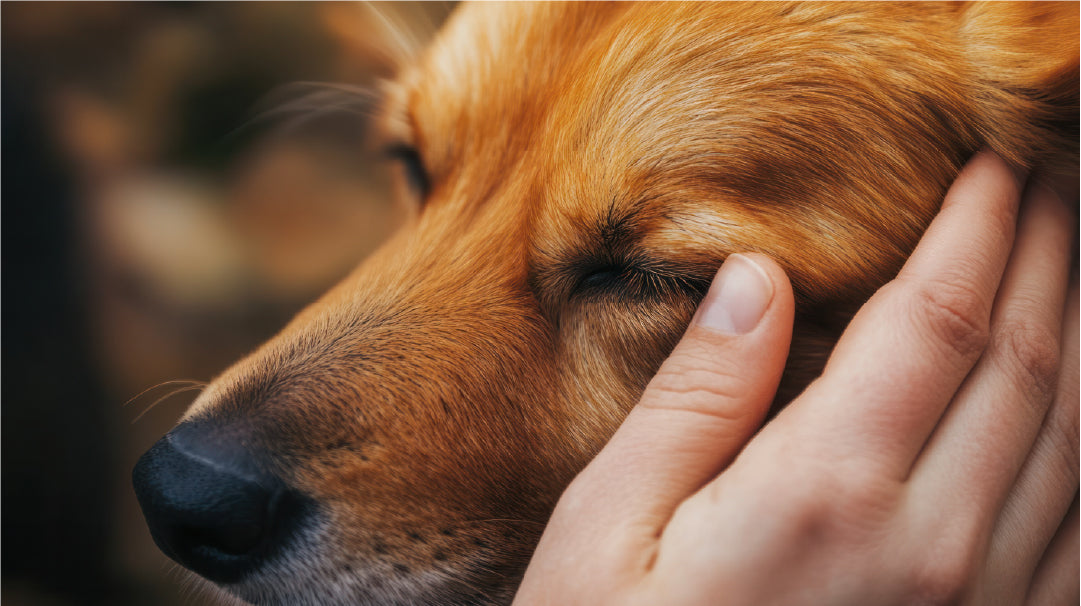 犬の画像